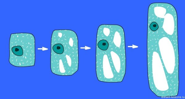 Рост клетки растений