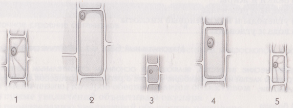 Рост и развитие растительной клетки