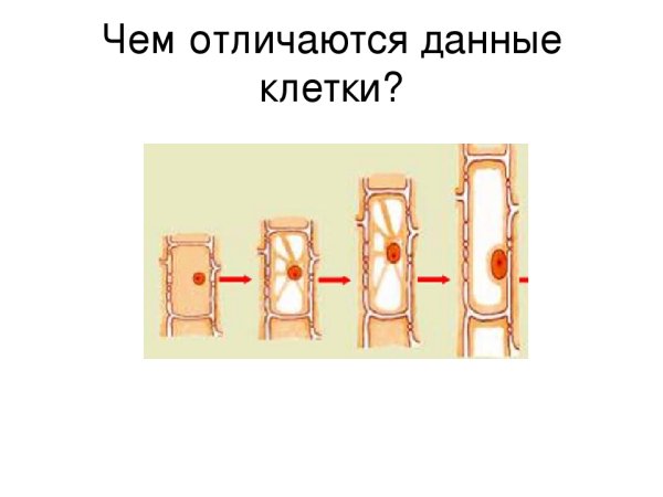 Рост растительной клетки