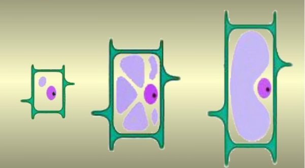 Рост вакуоли клетки
