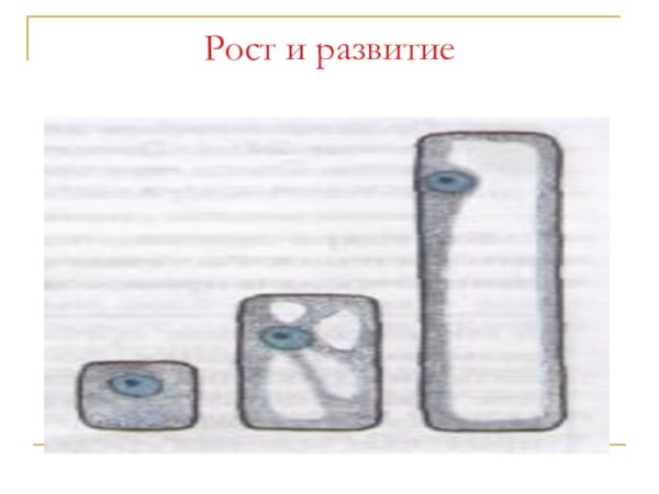 Рост растительной клетки 5 класс биология
