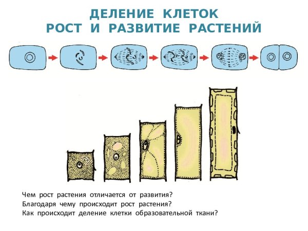Рост и развитие растительной клетки