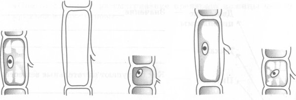 Рост растительной клетки 5 класс