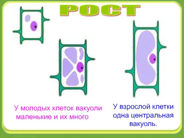 Вакуоль растительной клетки 5 класс биология