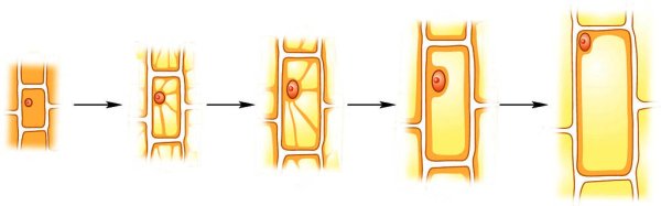 Рост клетки фото