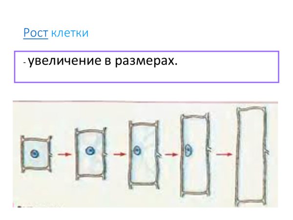 Рост клеток растяжением