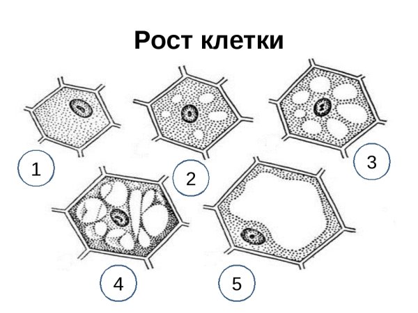Схема роста растительной клетки