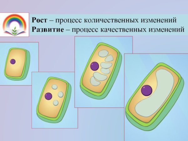 Рост растительной клетки 5 класс биология