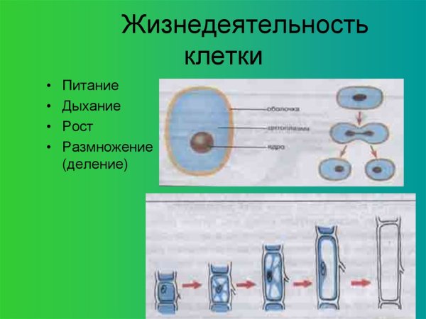 Биология 5 класс процессы жизнедеятельности клетки рост