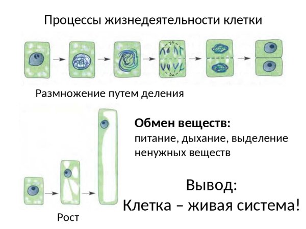 Процессы жизнедеятельности клетки деление клетки 6 класс биология