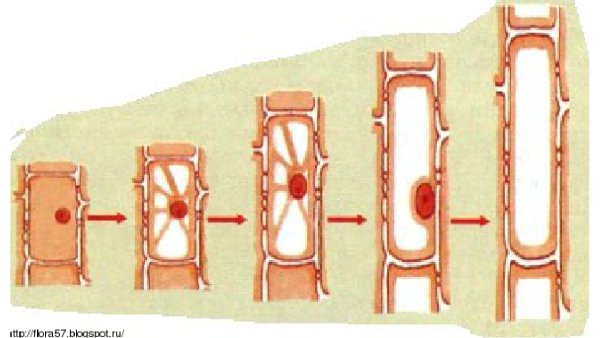 Рост клетки растений