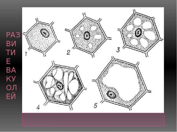 Молодая и Старая растительная клетка