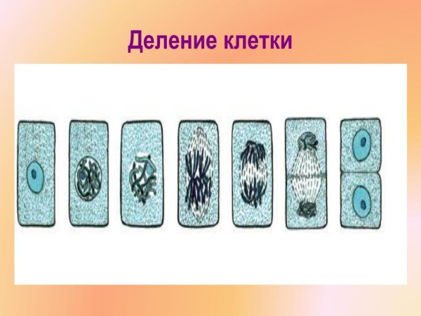 Деление растительной клетки 6 класс биология