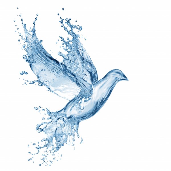 Птица из воды