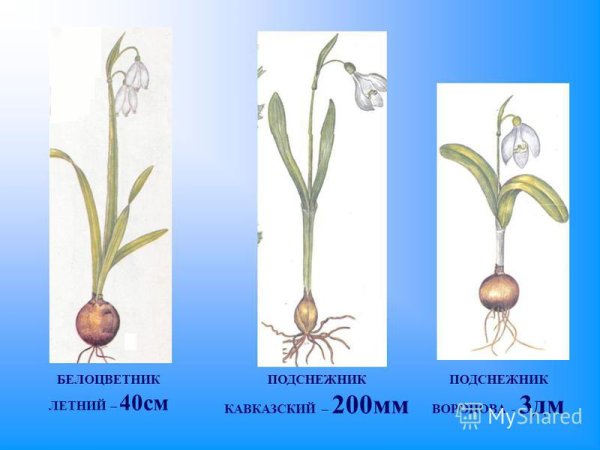 Белоцветник летний красная книга Краснодарского края