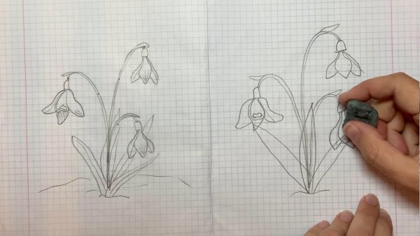 Подснежник рисунок карандашом