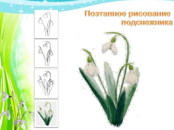 Подснежник поэтапно