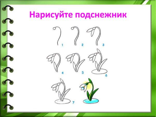 Строение подснежника