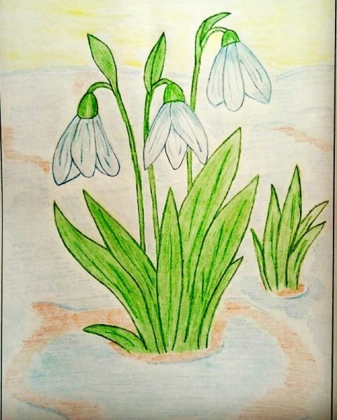 Рисование первоцветы