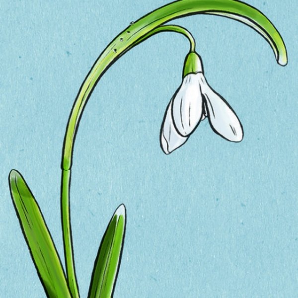 Подснежники эскиз в цвете