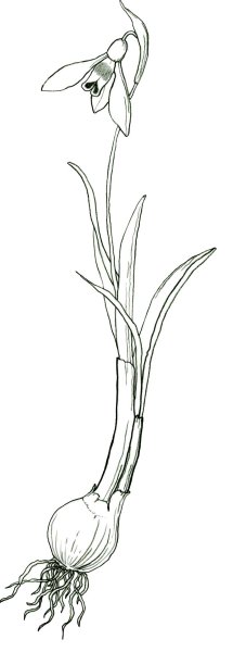 Подснежник набросок