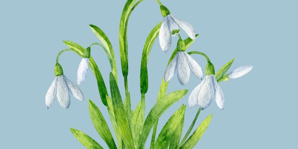 Подснежники фото картинки нарисованные