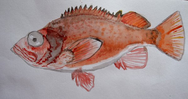 Нарисованный морской окунь