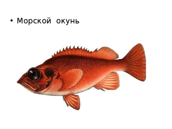 Красный окунь на белом фоне