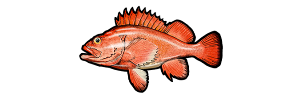 Морской окунь на белом фоне