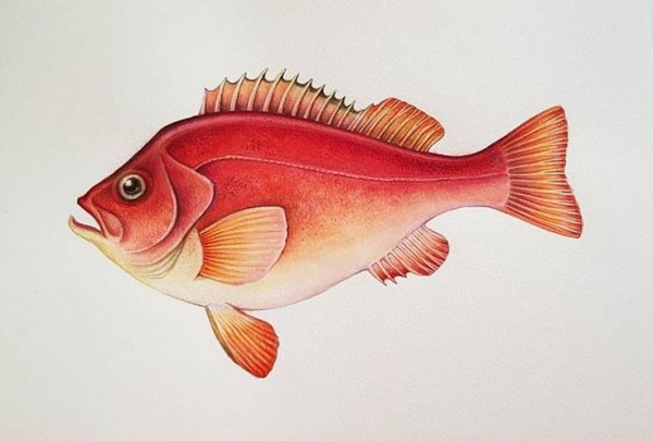 Нарисованный морской окунь