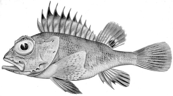 Окунь лучеперая рыба