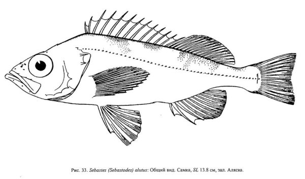 Окунь Тихоокеанский (Тихоокеанский клювач)-Sebastes Alutus