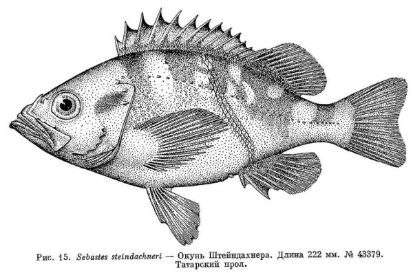 Окунь карандашом