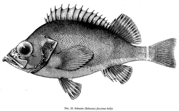 Сбоку у морского окуня