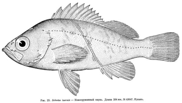 Морской окунь раскраска