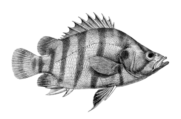 Окунь морской клювач