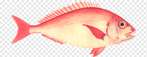 Кампечинский луциан