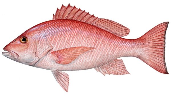 Морской окунь для детей