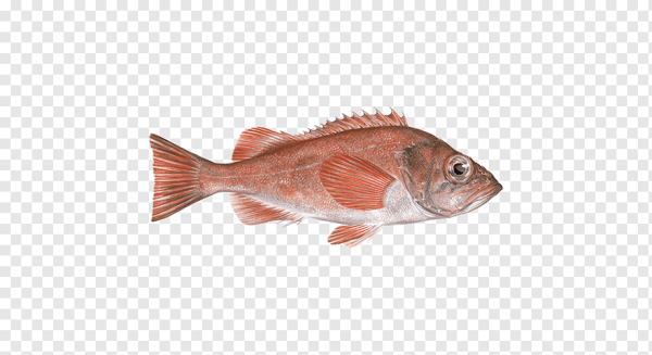 Морской окунь тилапия