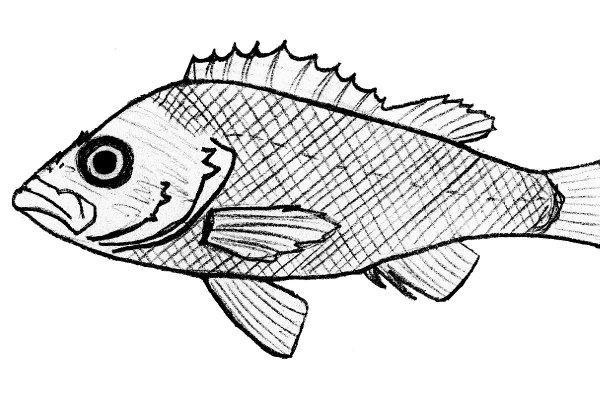 Японский окунь рисунок