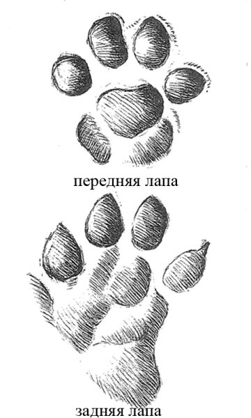 Лапки зайчика