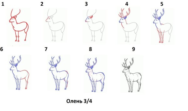 Поэтапное рисование оленя для детей