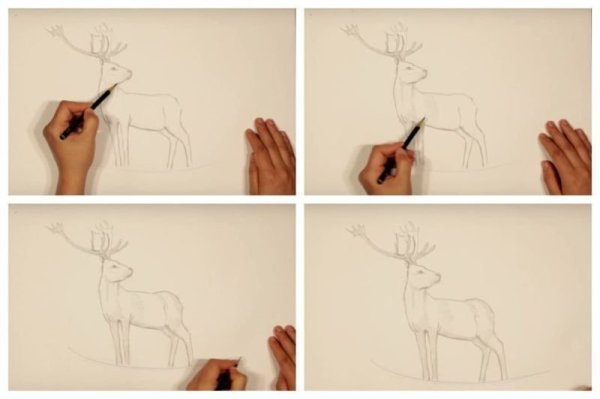 Поэтапное рисование оленя карандашом