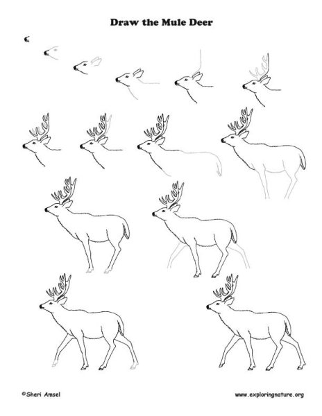 Пошаговое рисование оленя