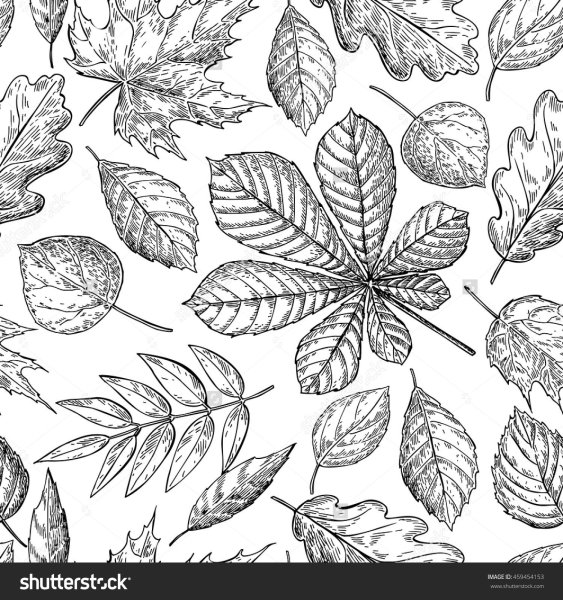 Листья Графика