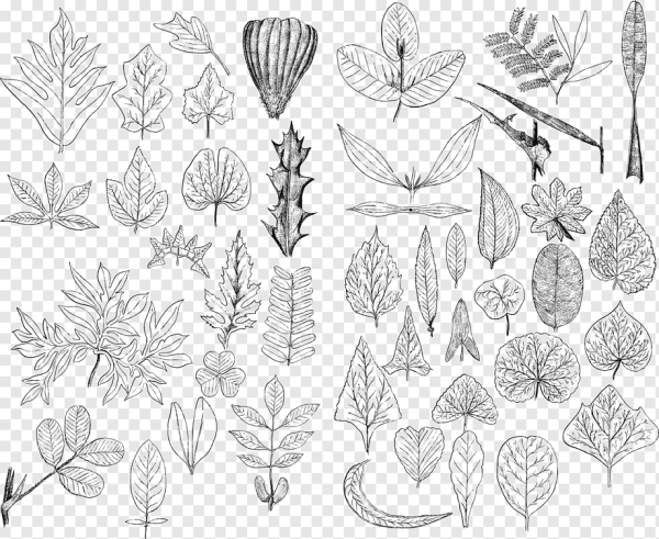 Листья Графика