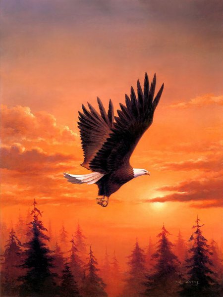 Орел парящий в небе