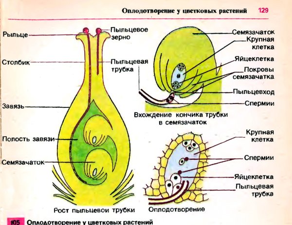 Строение зародышевого мешка