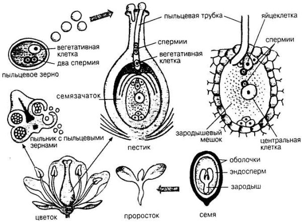 Двойное оплодотворение у цветковых растений схема