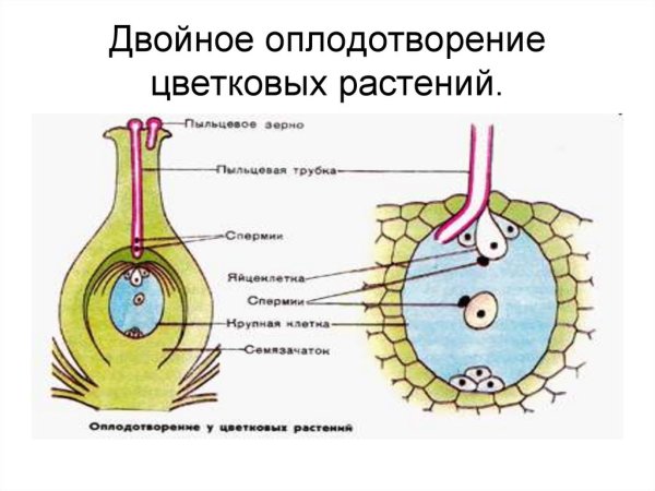 Двойное оплодотворение у цветковых растений схема